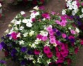 Barril floral petunias