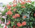 Canasta de Pelargonios